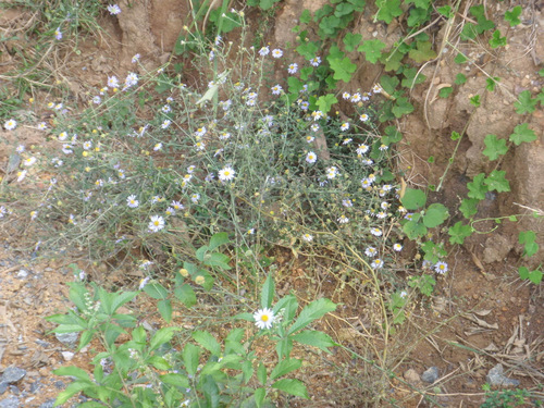 Daisies on the roadside in China.